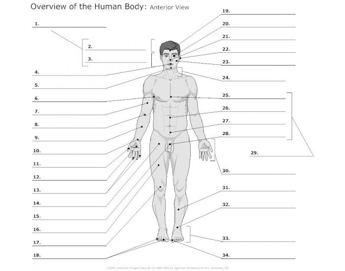 Body Regions Quiz: Scandalous Secrets Revealed! Body Regions Quiz: Scandalous Secrets Revealed!