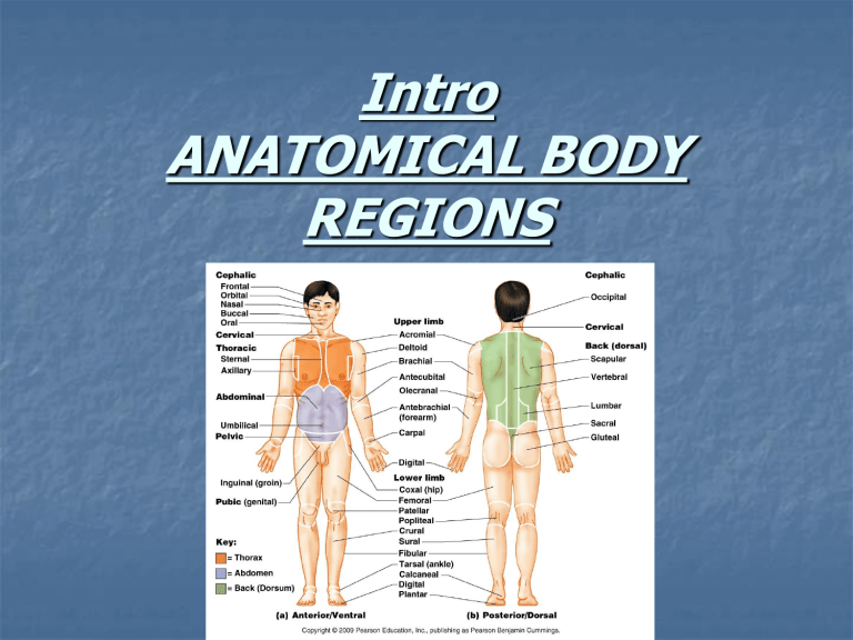 Body Regions Body Regions