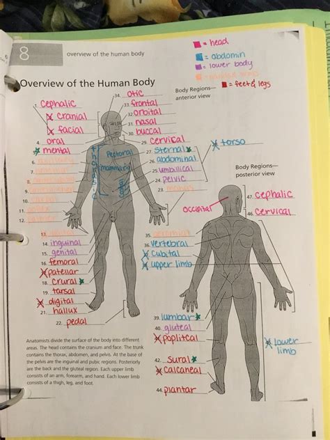 Chapter 1 Body Regions Diagram Quizlet Chapter 1 Body Regions Diagram Quizlet