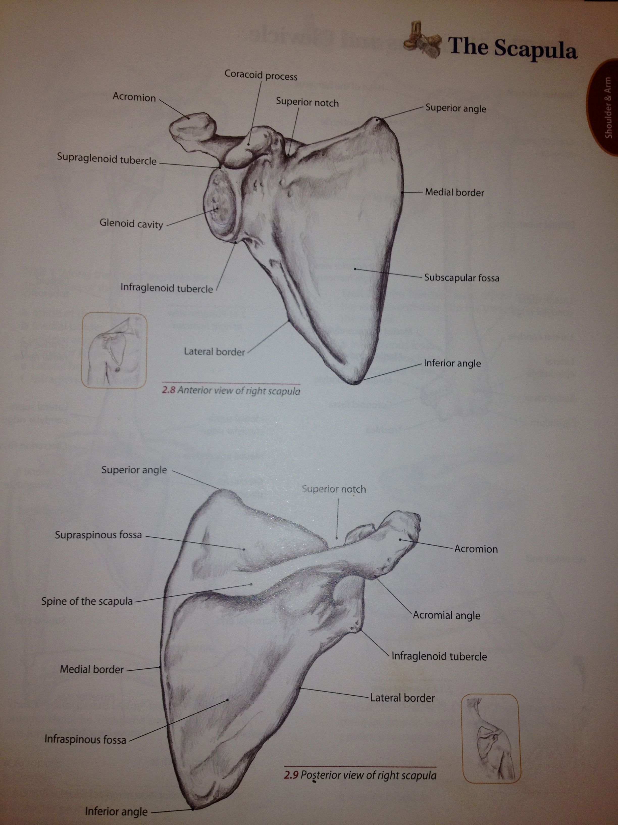 Scapula Anatomical Landmarks And Regions Quiz Scapula Anatomical Landmarks And Regions Quiz